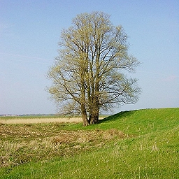 foto Maurice van der Molen<